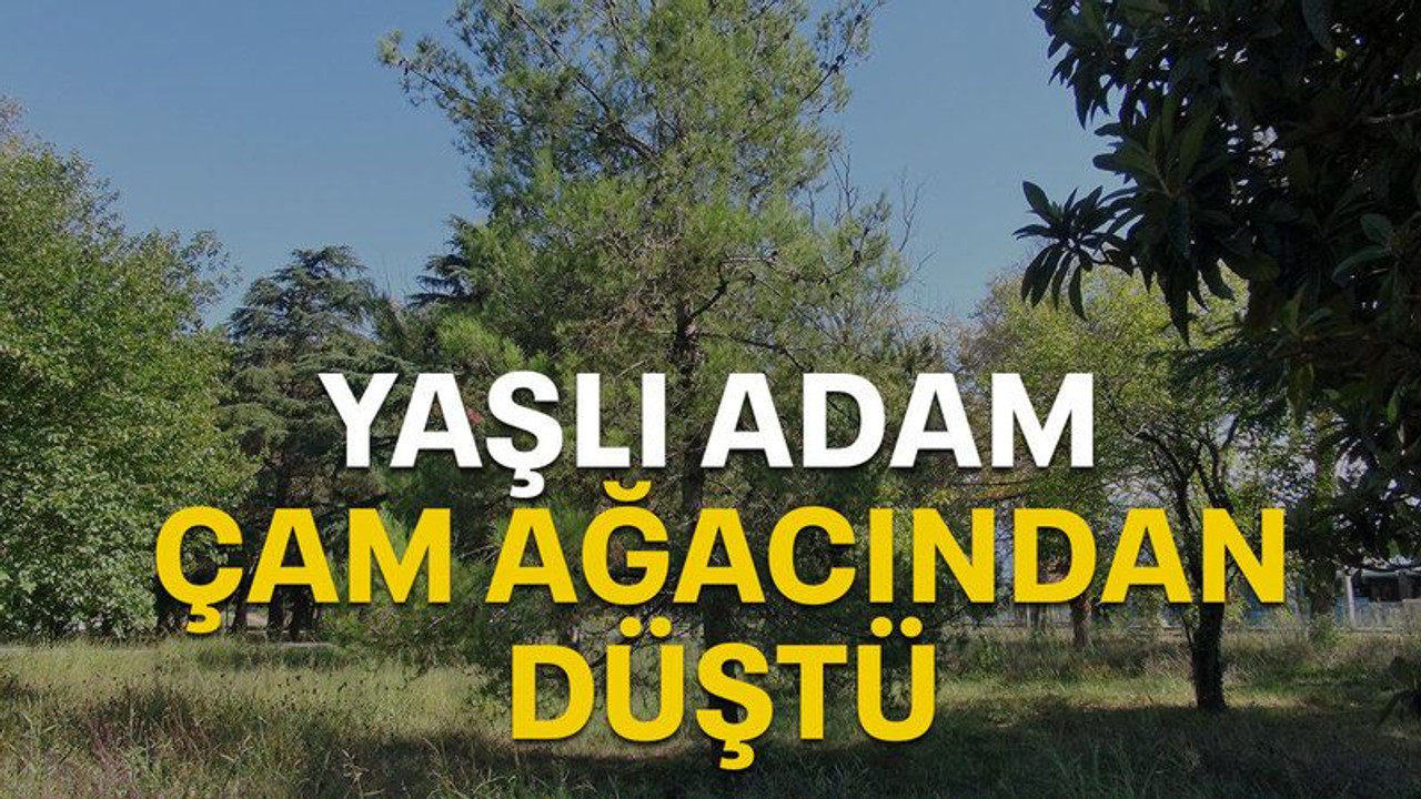 Yaşlı adam çam ağacından düştü!